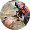 L Adams Tree Services